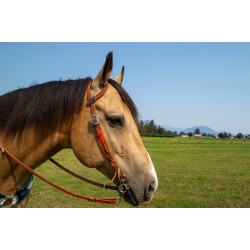 Rust Mohair Headstall