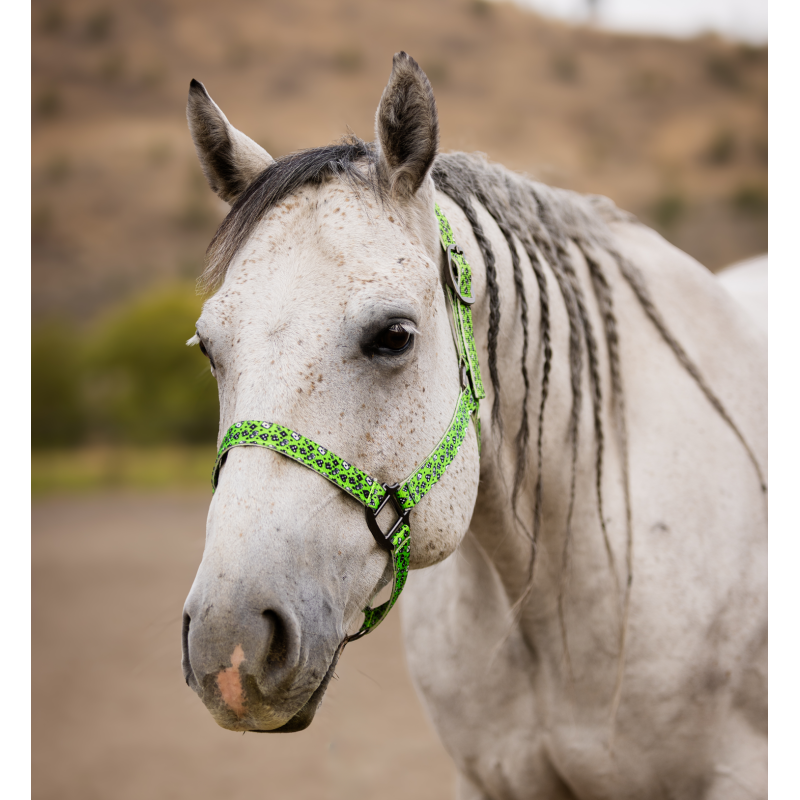 Schulz Equine Nylon Halter House of Cards