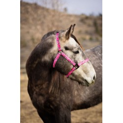 Schulz Equine Nylon Halter Jackpot