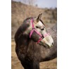 Schulz Equine Nylon Halter Jackpot